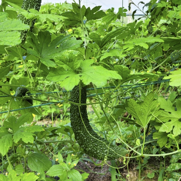 함안몰,산정야초방 여주즙