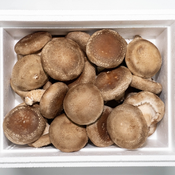 함안몰,생표고 특/상/중 1kg